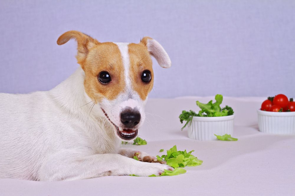 Nutrientes esenciales en piensos veganos