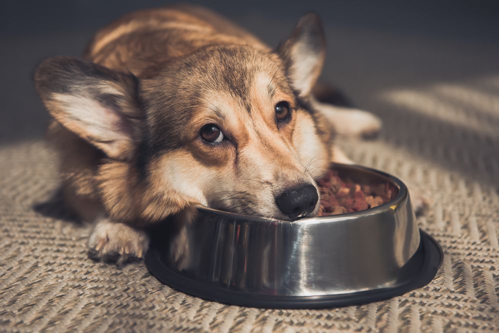 Perro comiendo pienso vegano