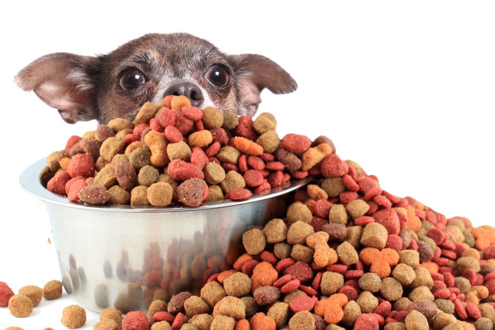 Pienso vegetal para perros