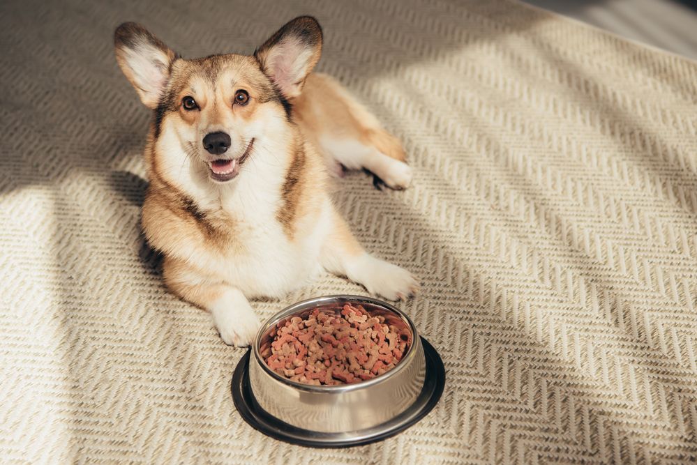 Piensos veganos para perros