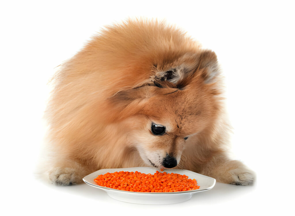 Perro comiendo lentejas